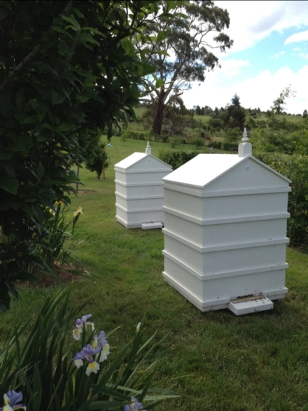 Beehives at Paul Bangay's Garden, Stonefields 