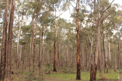Gum trees in the Aussie Countryside